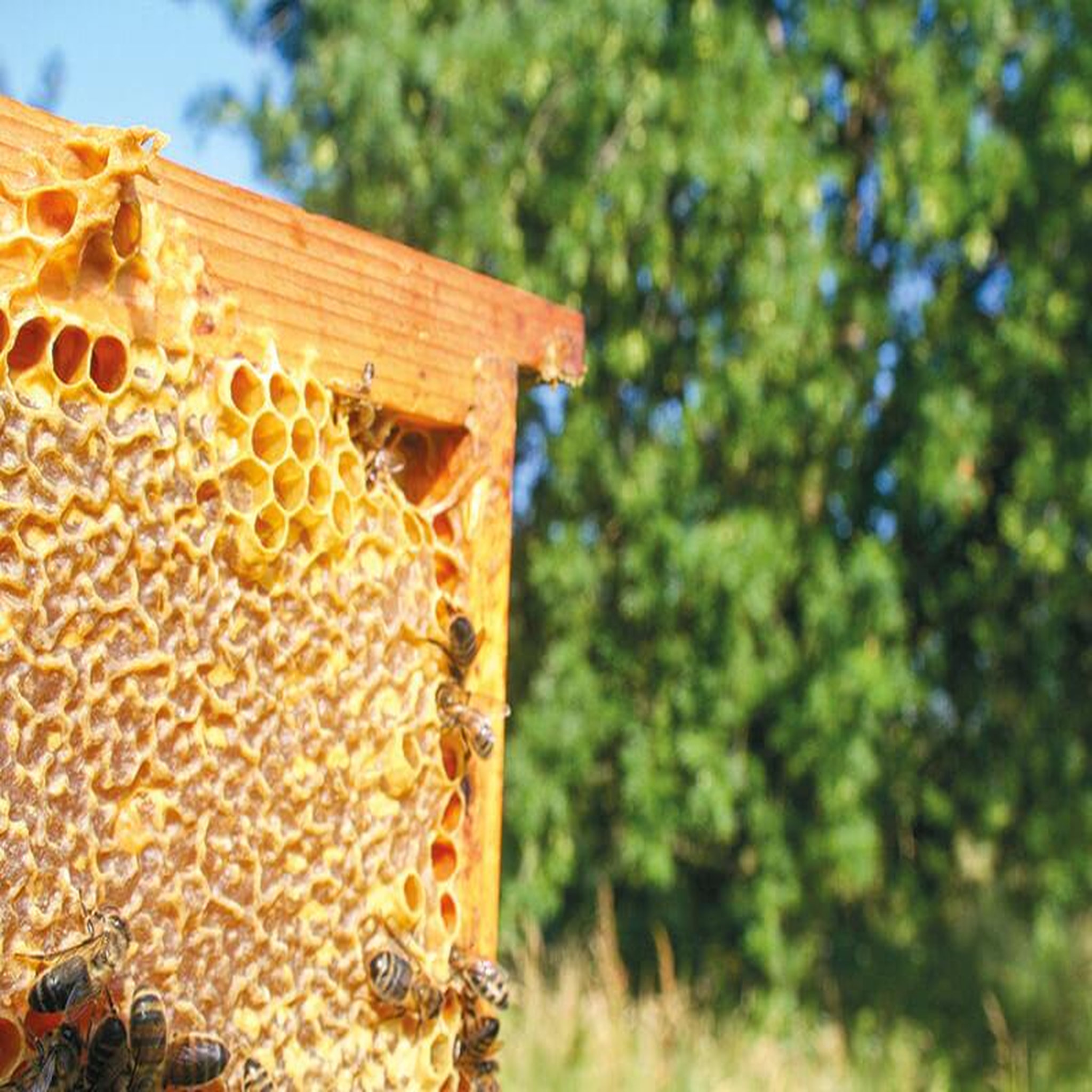 Voir la diapositive 4 : Smartbox Participez à la sauvegarde des abeilles avec 1 an de parrainage d'une ruche - Coffret Cadeau Multi-thèmes