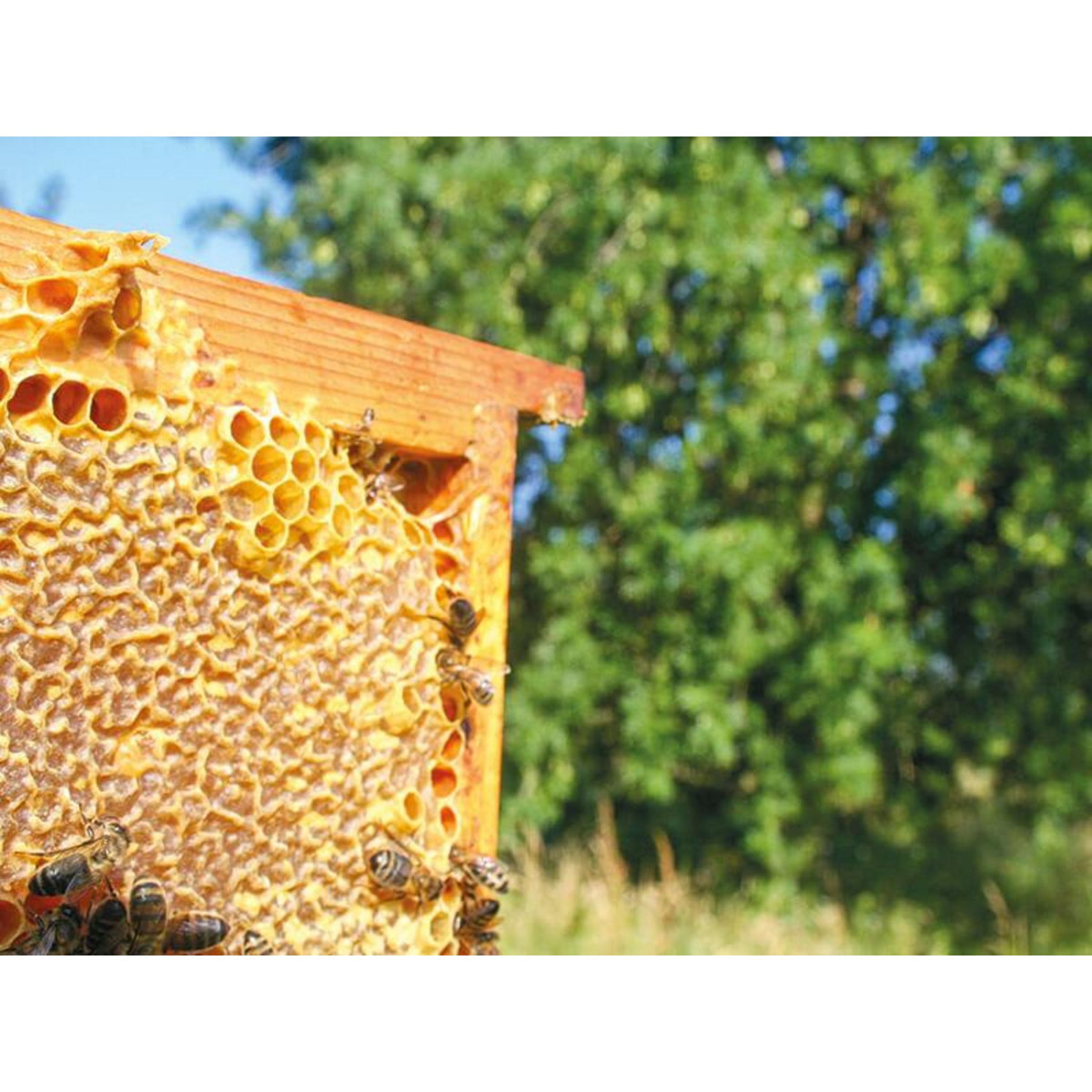 Smartbox Participez à la sauvegarde des abeilles avec 1 an de parrainage d'une ruche - Coffret Cadeau Multi-thèmes