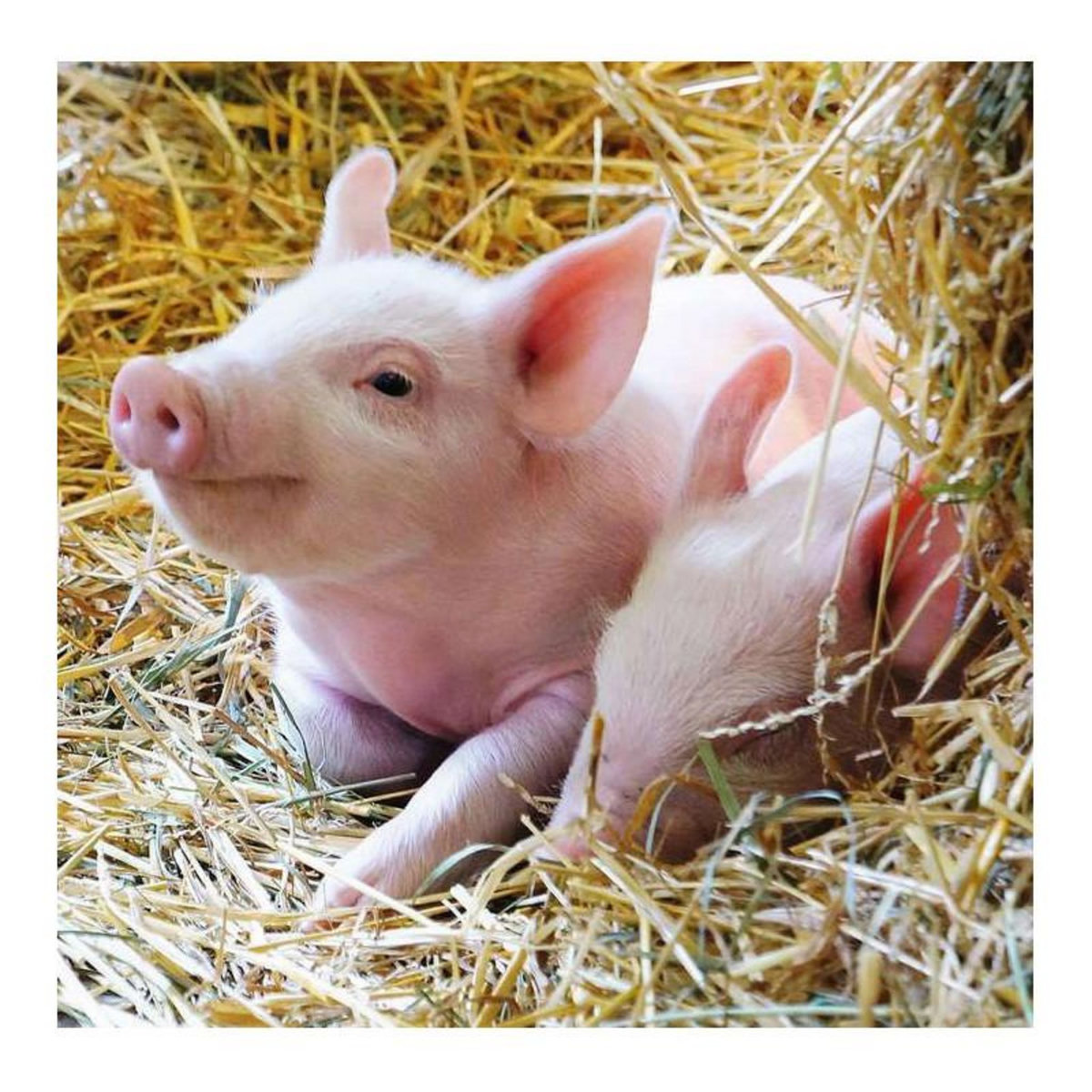 RAVENSBURGER Ravensburger - Farm animals Jigsaw puzzle, 2x12 pcs. 57184