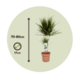 Voir la diapositive 2 : PLANT IN A BOX Dragonnier - Set de 4 - Dracaena marginata - Hauteur 70-80cm - ⌀17cm