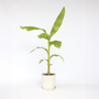 Voir la diapositive 6 : PLANT IN A BOX Bananier du Japon - Musa basjoo - Hauteur 55-70cm - ⌀21cm