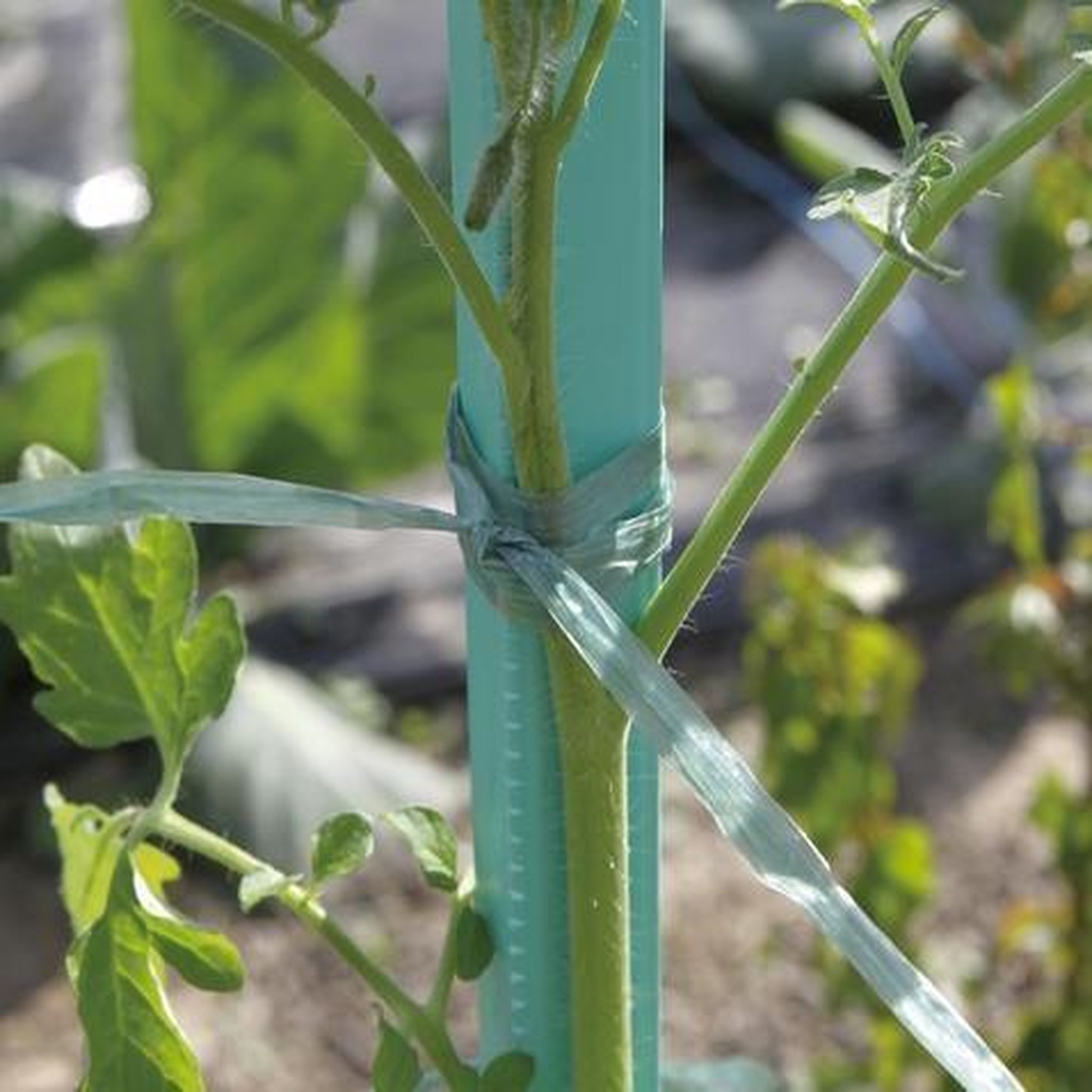 Nortene Raphia synthétique prédécoupé - Vert - 0,5m 200g