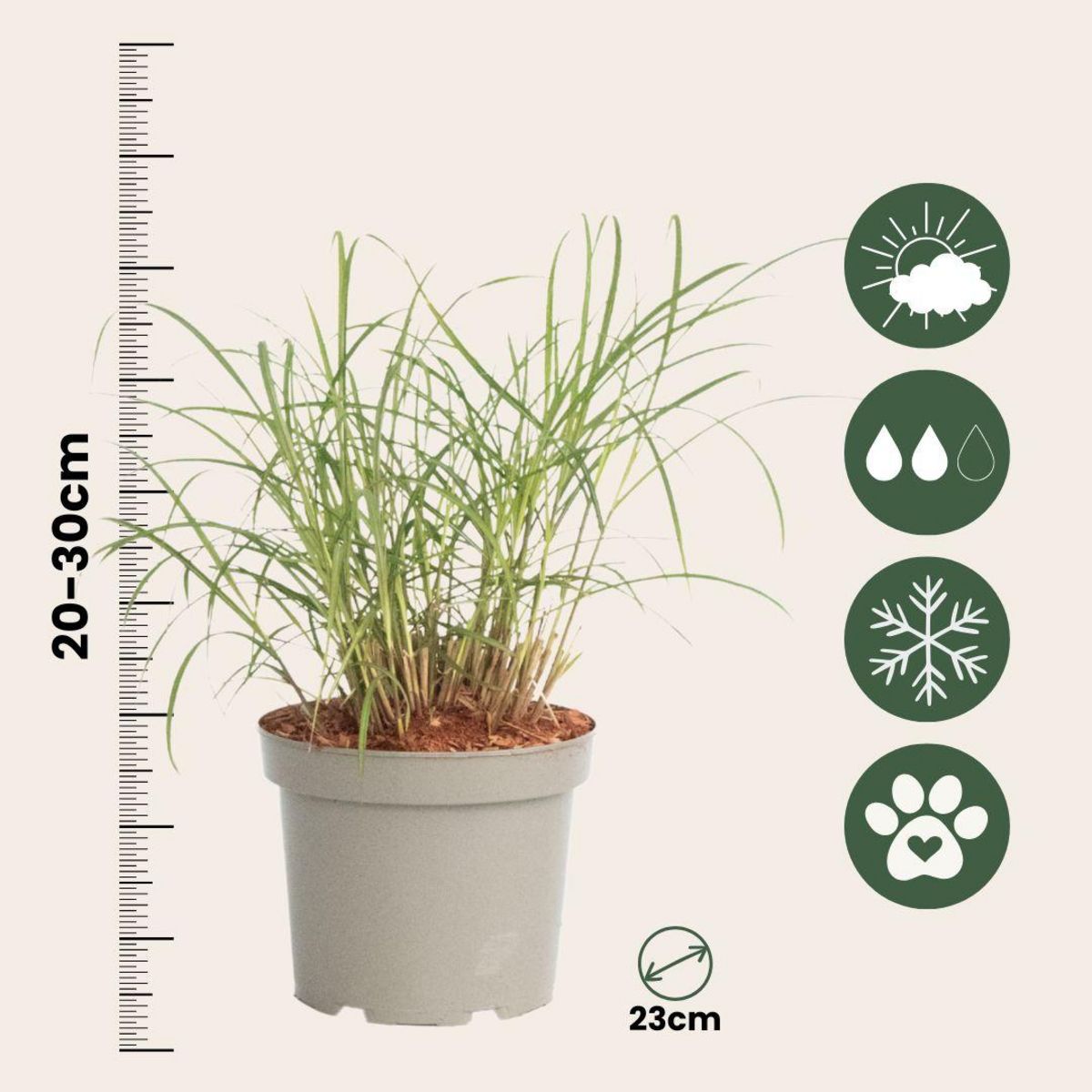 PLANT IN A BOX Herbe aux doigts - Lot de 2 - Panicum Virgatum 'Squaw' - H40-60cm - ⌀23cm