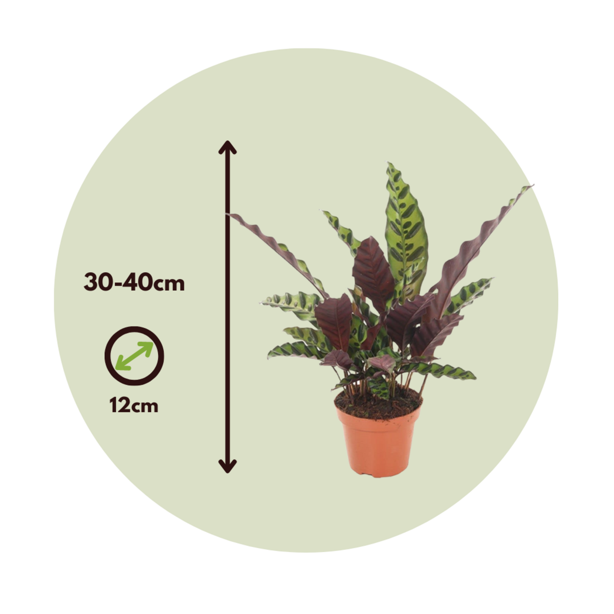 PLANT IN A BOX Calathea ornata - Goeppertia insignis - Hauteur 30-40cm - ⌀12cm