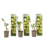 Voir la diapositive 1 : PLANT IN A BOX Groseillier - Lot de 3 - Ribes uva- crispa - Hauteur 25-40cm - ⌀9cm