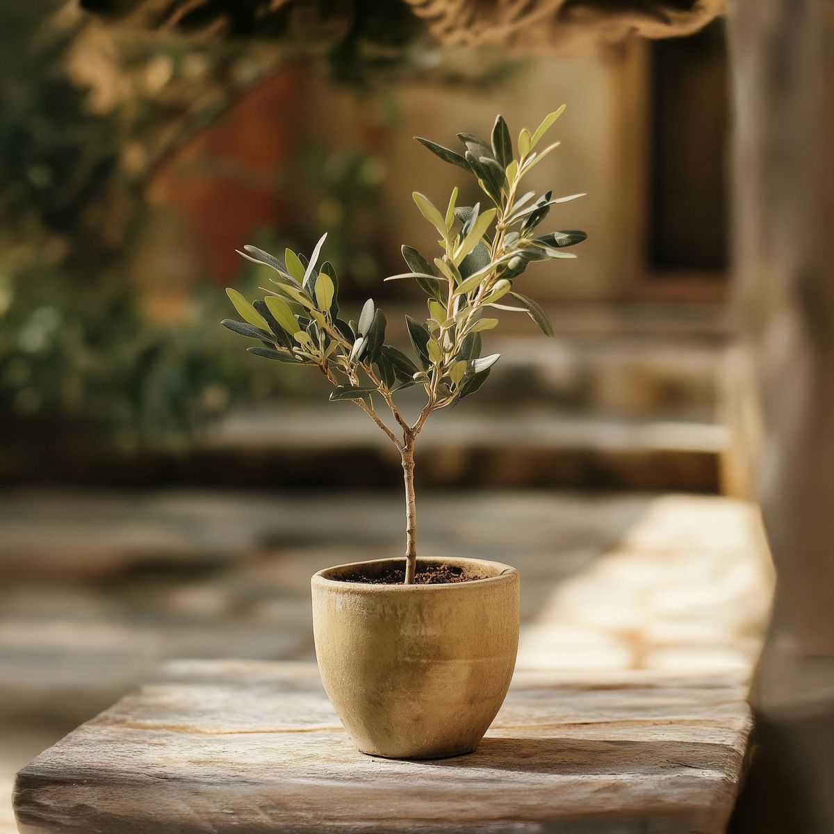 PLANT IN A BOX Olivier - Set de 2 - Olea europaea - Hauteur 25-40cm - ⌀9cm