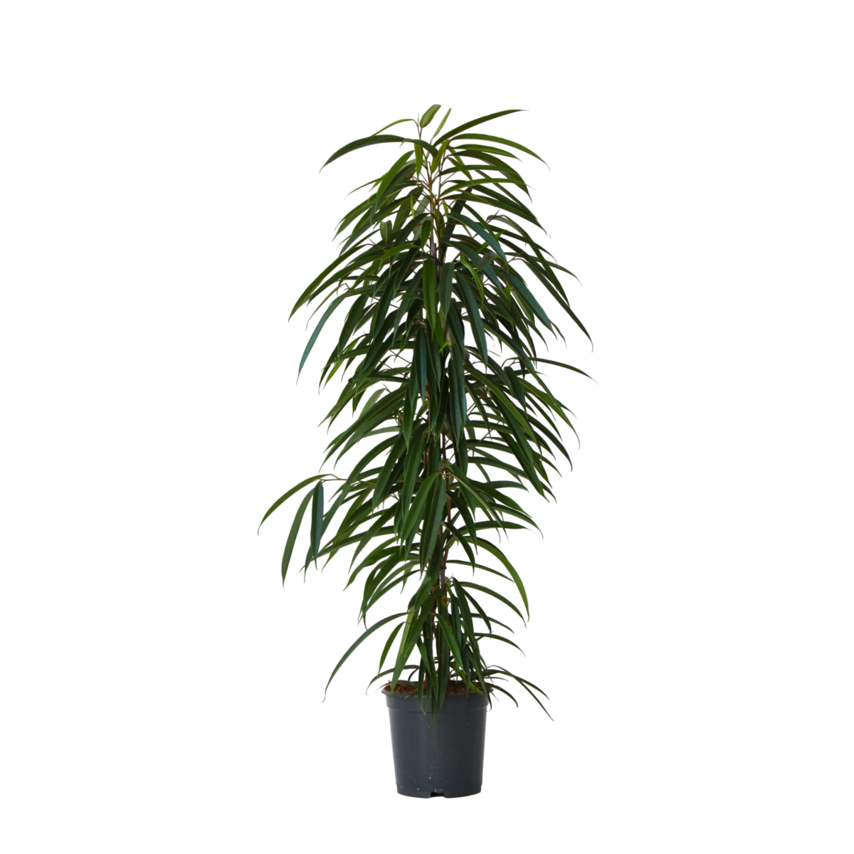 PLANT IN A BOX Ficus pleureur - Ficus binnendijkii - Hauteur 100-110cm - ⌀21cm