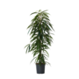 Voir la diapositive 1 : PLANT IN A BOX Ficus pleureur - Ficus binnendijkii - Hauteur 100-110cm - ⌀21cm