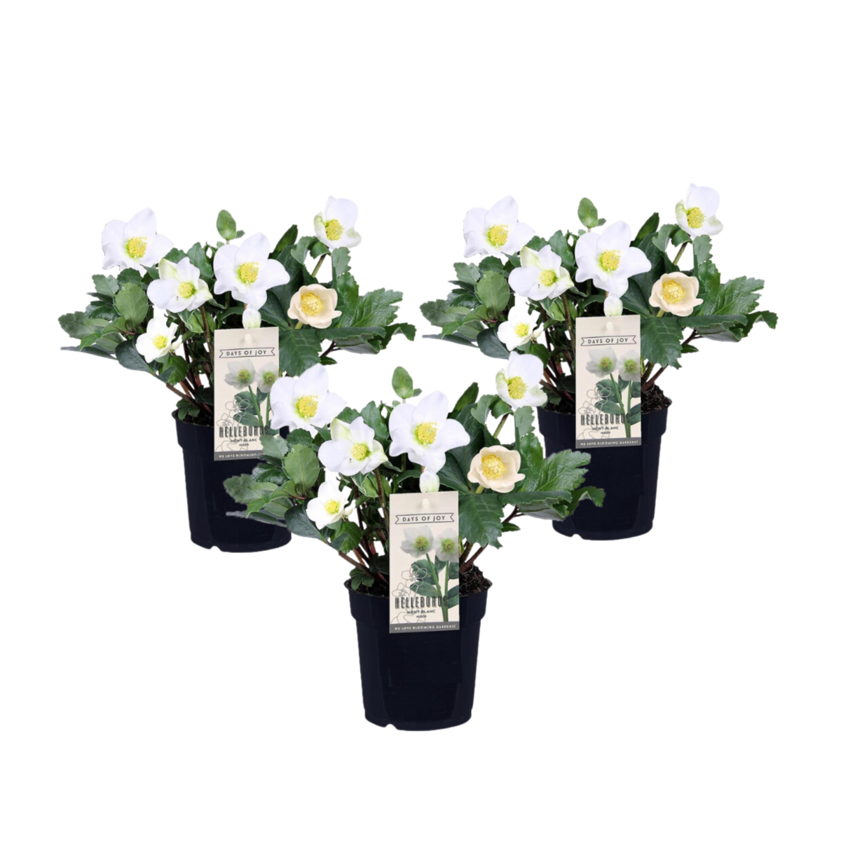 PLANT IN A BOX Rose de Noël - Set de 3 - Helleborus niger 'Mont Blanc' - H20-30cm - ⌀12cm