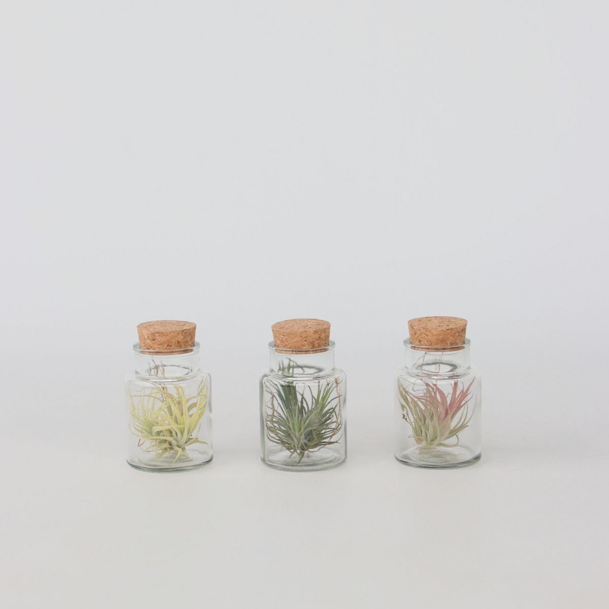 PLANT IN A BOX Plante aérienne - Set de 3 - Tillandsia - Hauteur 5-15cm - ⌀5cm
