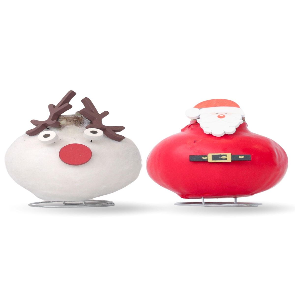 PLANT IN A BOX Amaryllis - Lot de 2 - Hippeastrum 'Spécial Cire Mix'