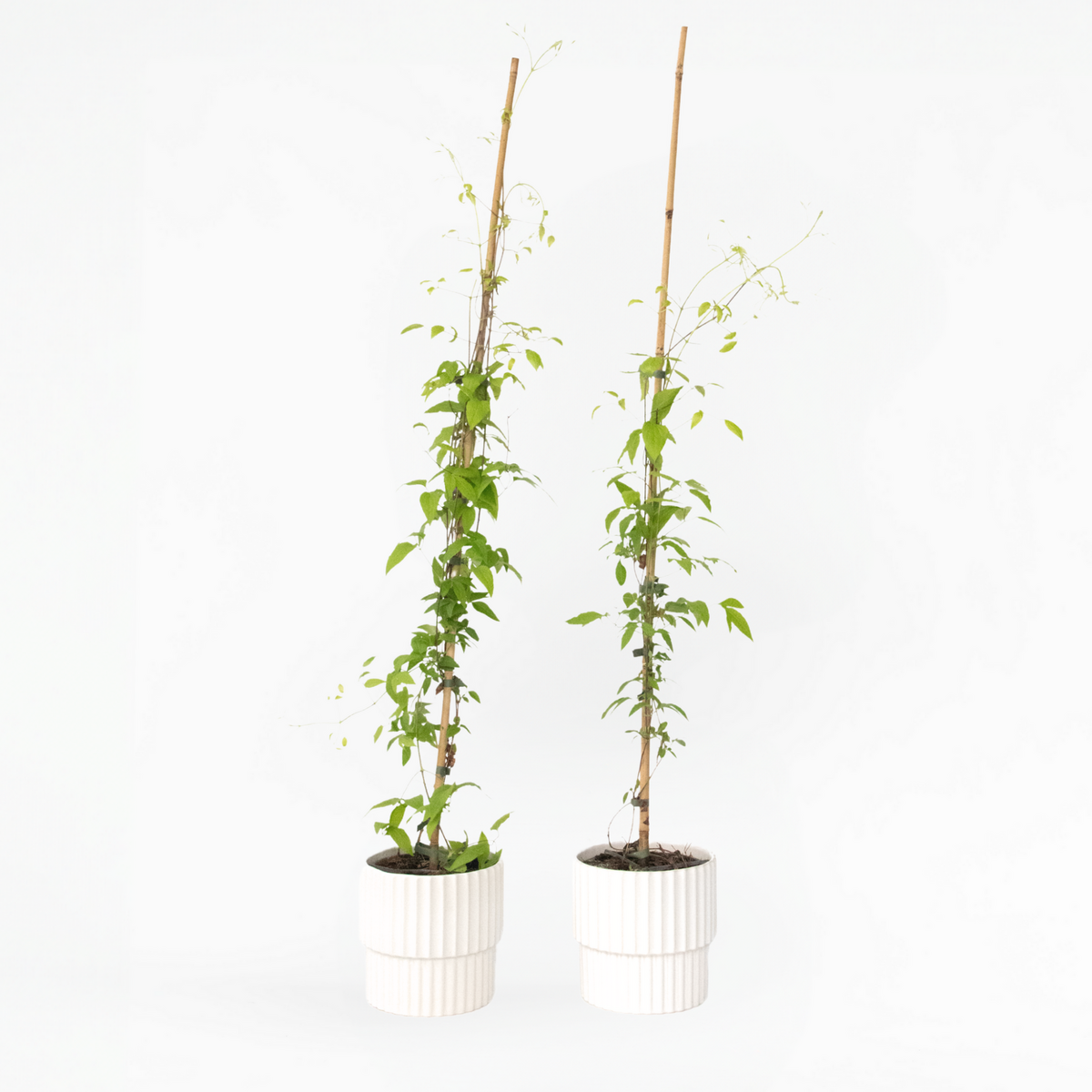 PLANT IN A BOX Clématite - Lot de 2 - Clematis 'Hagley Hybrid' - Hauteur 100-120cm - ⌀17cm