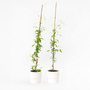 Voir la diapositive 6 : PLANT IN A BOX Clématite - Lot de 2 - Clematis 'Hagley Hybrid' - Hauteur 100-120cm - ⌀17cm