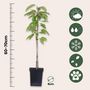 Voir la diapositive 2 : PLANT IN A BOX Mélange d'arbres fruitiers - Set de 8 - Malus, Pryus, Prunus - H60-70cm - ⌀9cm