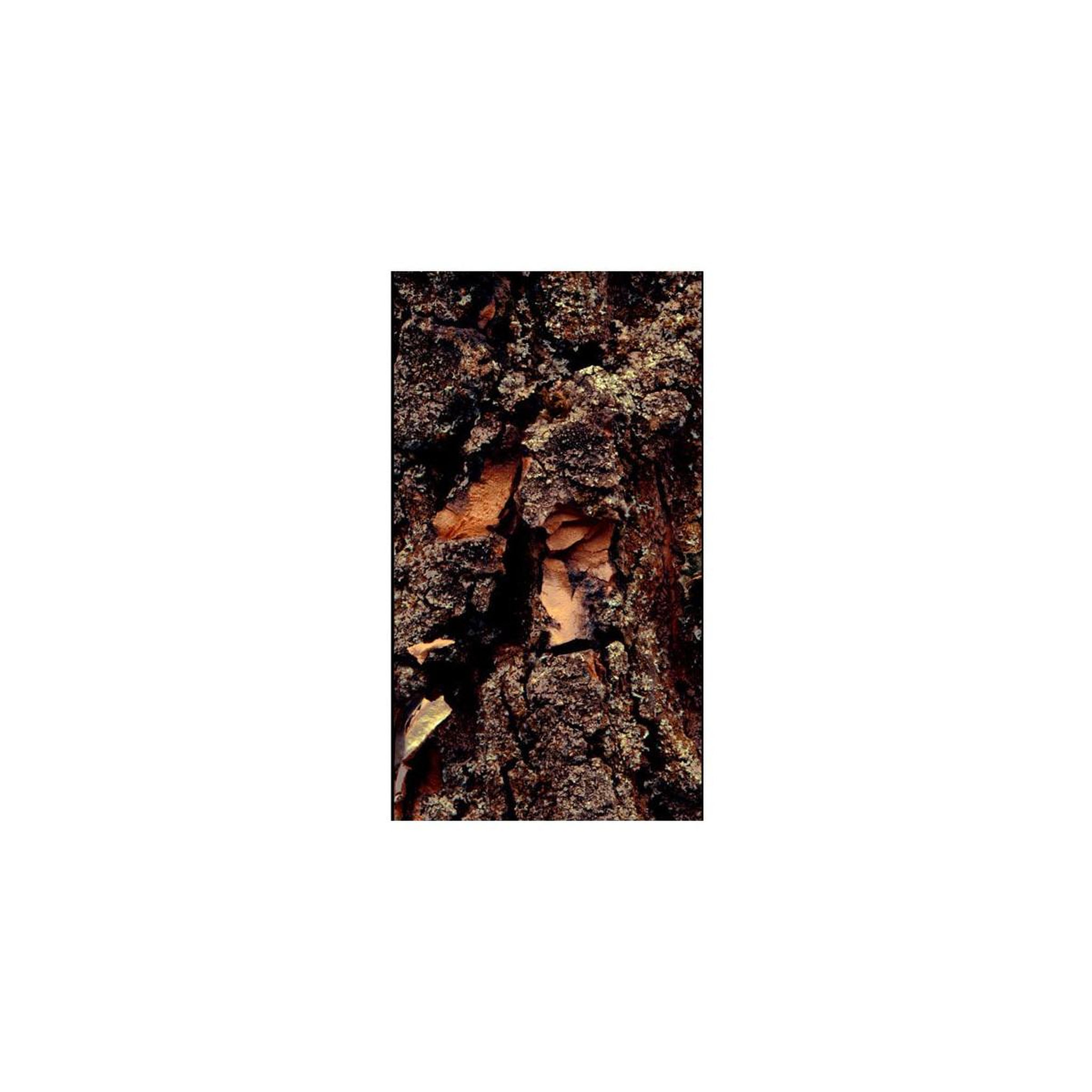 Voir la diapositive 2 : Paris Prix Papier peint  time carved in the tree  50x1000cm