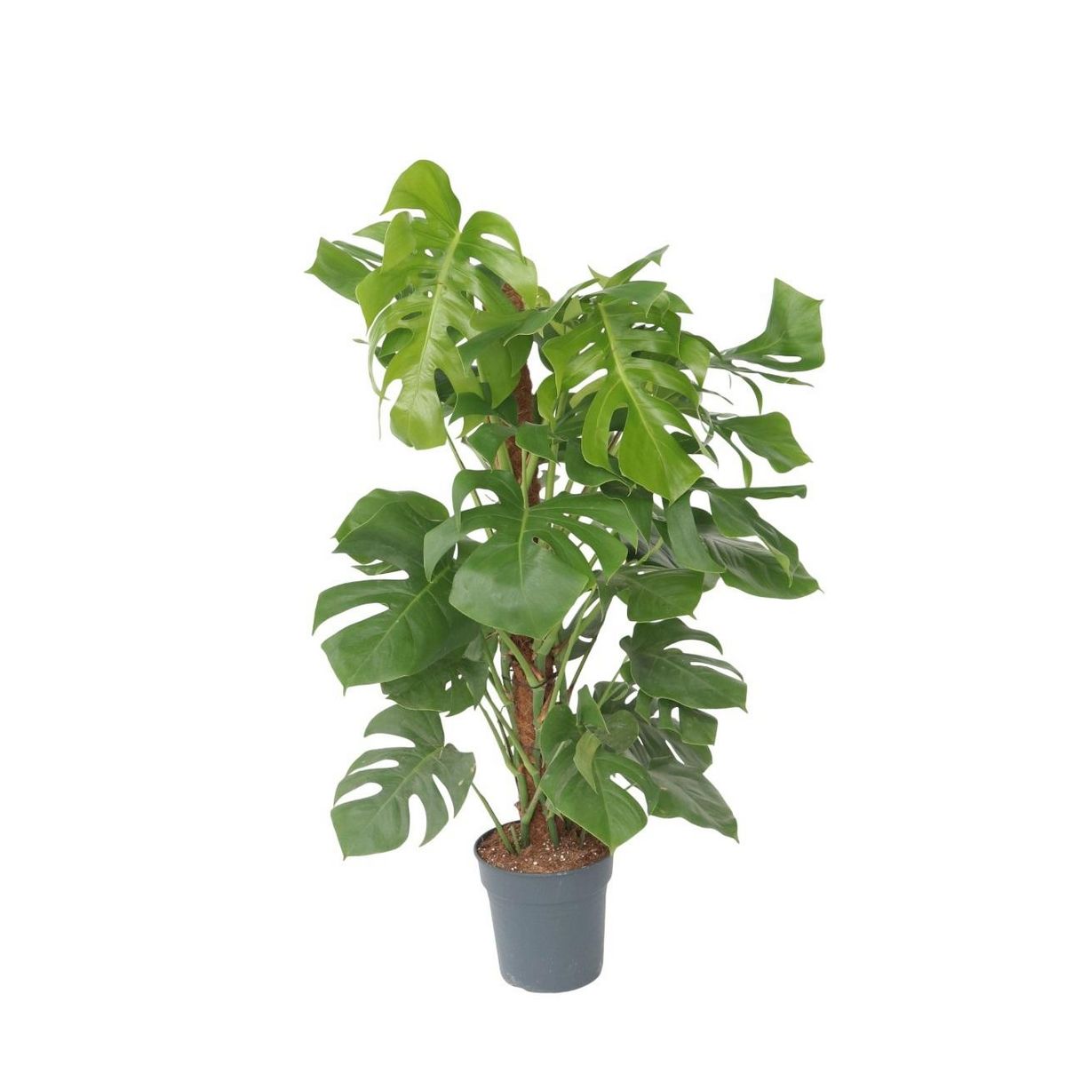 PLANT IN A BOX Plante à trous - Monstera deliciosa - Hauteur 120-130cm - ⌀24cm