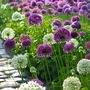 Voir la diapositive 5 : PLANT IN A BOX Ail - Set de 15 - Allium 'Purple, 'White' - Bulbes à fleurs - Violet