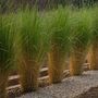 Voir la diapositive 4 : PLANT IN A BOX Panic érigé - Set de 2 - Panicum virgatum 'Northwind' - Hauteur 40-60cm - ⌀23cm