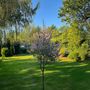 Voir la diapositive 4 : PLANT IN A BOX Saule crevette - Salix integra 'Flamingo' - Hauteur 60-80cm - Pot 17cm