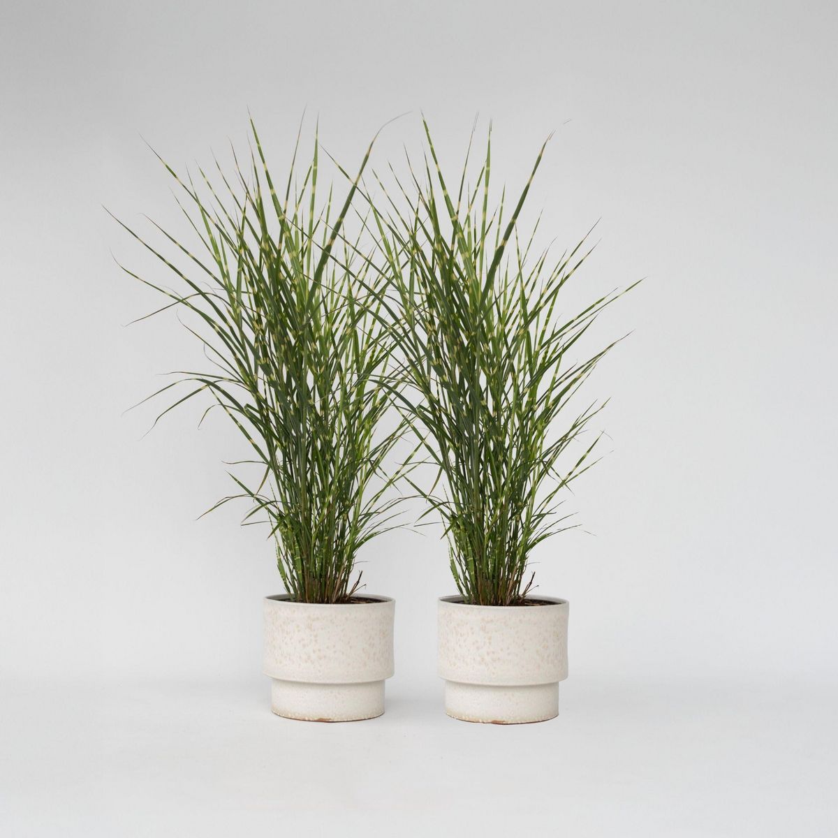PLANT IN A BOX Roseau de Chine - Set de 2 - Miscanthus sinensis 'Zebrinus' - H20-30cm - ⌀23cm