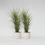 Voir la diapositive 6 : PLANT IN A BOX Roseau de Chine - Set de 2 - Miscanthus sinensis 'Zebrinus' - H20-30cm - ⌀23cm