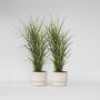 Voir la diapositive 6 : PLANT IN A BOX Roseau de Chine - Set de 2 - Miscanthus sinensis 'Zebrinus' - H20-30cm - ⌀23cm