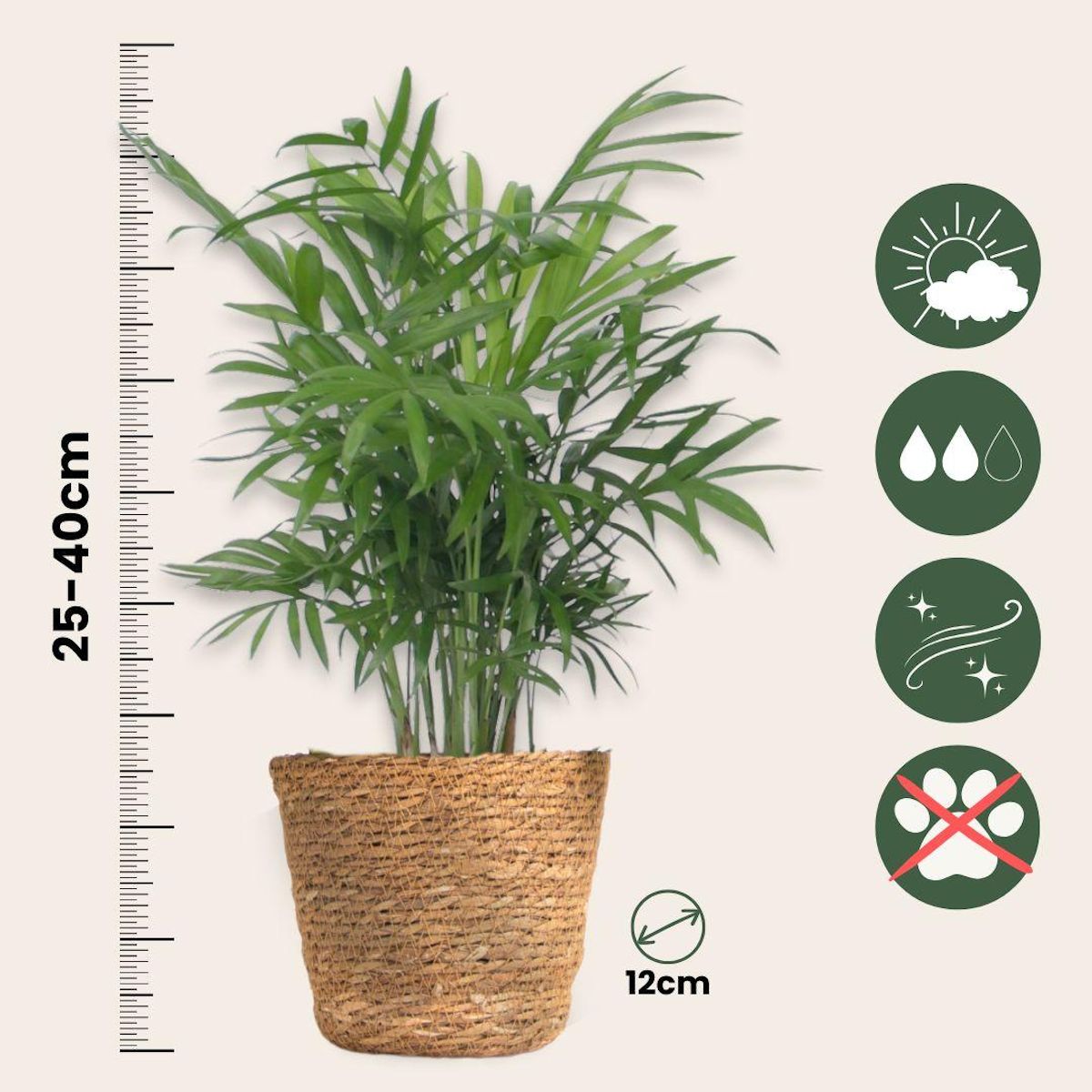 PLANT IN A BOX Lot de 3 mini palmiers avec paniers - Hauteur 25-40cm - ⌀12cm