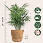 Voir la diapositive 2 : PLANT IN A BOX Lot de 3 mini palmiers avec paniers - Hauteur 25-40cm - ⌀12cm