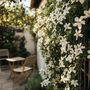 Voir la diapositive 5 : PLANT IN A BOX Jasmin étoilé - Set de 2 - Trachelospermum jasminoides - H110-120cm - ⌀17cm