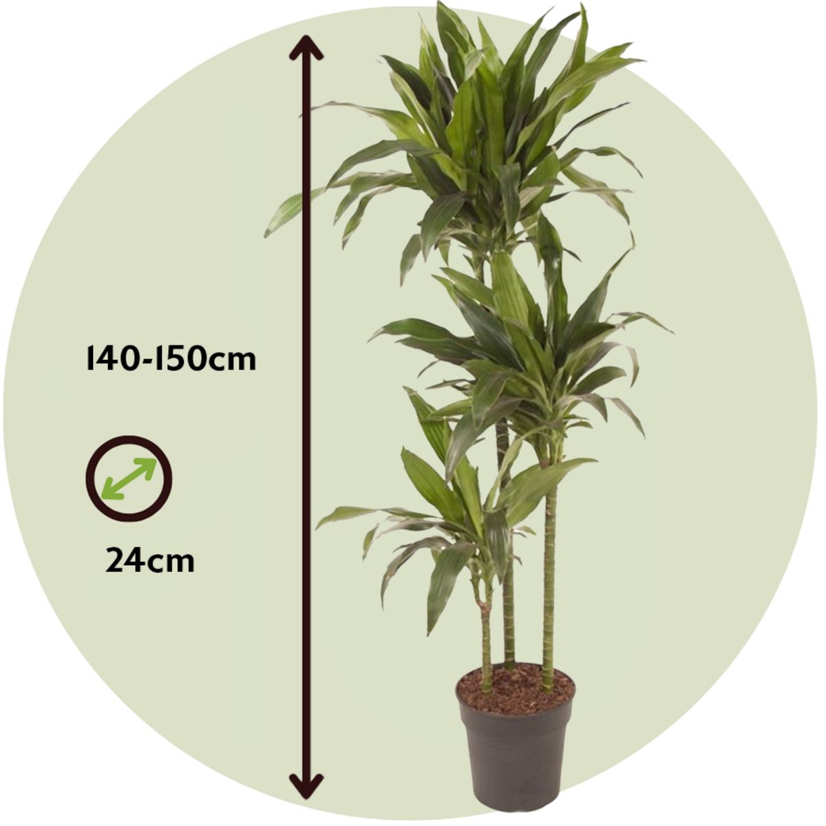 PLANT IN A BOX Dragonnier - Dracaena deremensis 'Janet Craig' - Hauteur 140-150cm - ⌀24cm