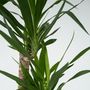 Voir la diapositive 3 : PLANT IN A BOX Pied d'éléphant - Yucca elephantipes - Hauteur 130-140cm - ⌀24cm
