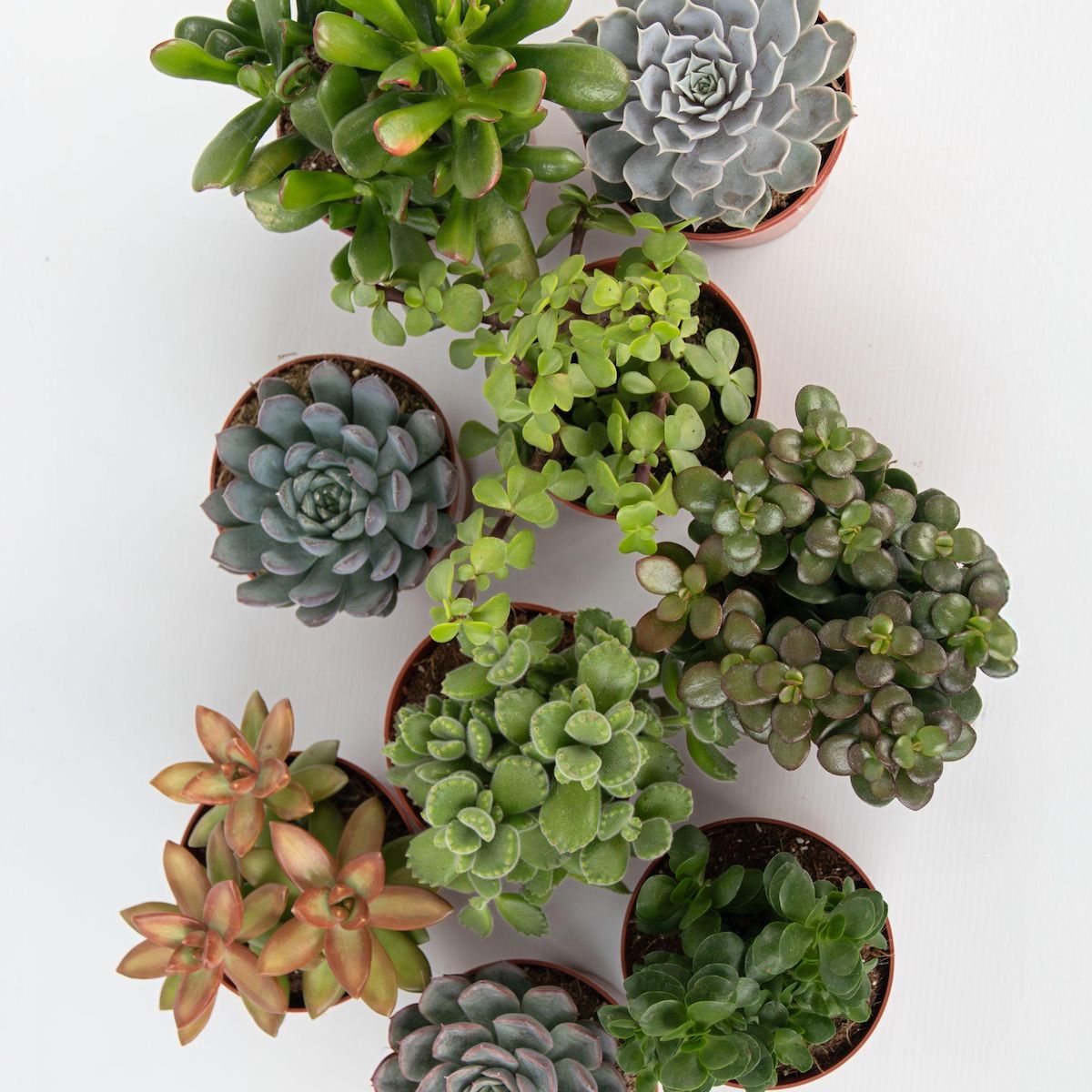 PLANT IN A BOX Mélange de succulentes - Set de 6 - Succulent Mix - H15-20cm - ⌀10,5cm