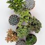 Voir la diapositive 3 : PLANT IN A BOX Mélange de succulentes - Set de 6 - Succulent Mix - H15-20cm - ⌀10,5cm