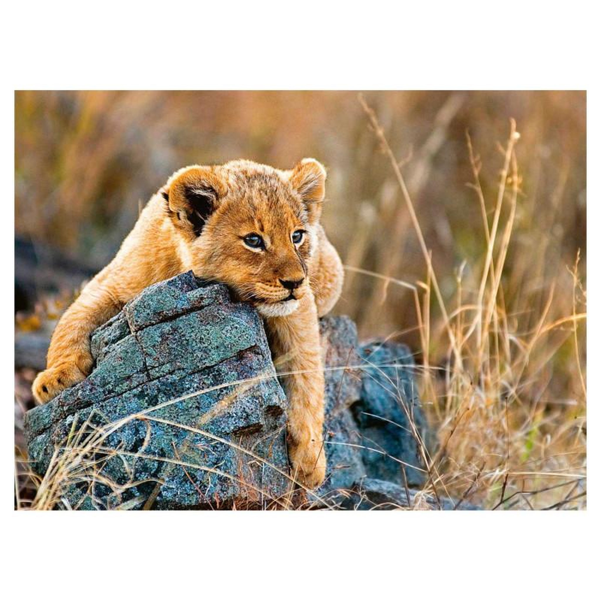 Voir la diapositive 2 : RAVENSBURGER RAVENSBURGER Little Lion, 200st. XXL