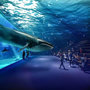 Voir la diapositive 3 : Smartbox À la découverte des secrets de l'océan : 1 entrée adulte coupe-file à l'aquarium Nausicaá en basse saison - Coffret Cadeau Sport & Aventure