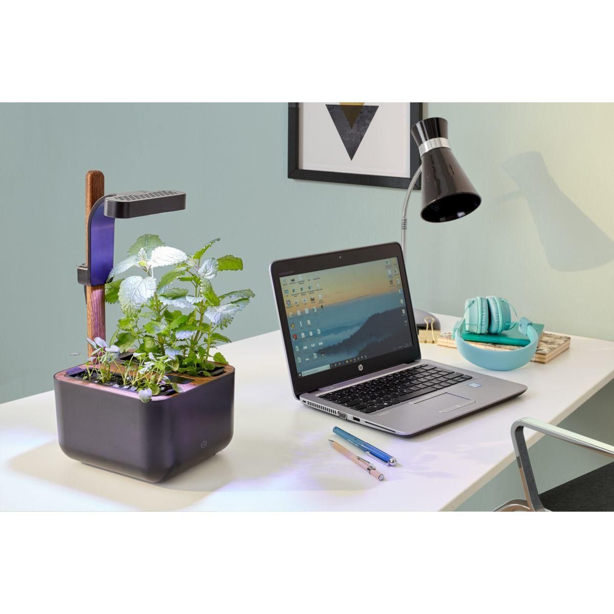 ESSENTIEL B Jardin d'intérieur Adam