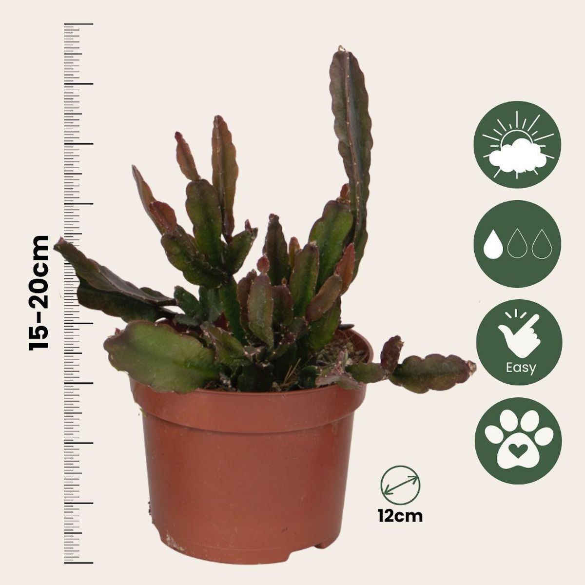 PLANT IN A BOX Cactus corail mix - Rhipsalis - Lot de 3 - Hauteur 15-20 cm - Pot 12 cm