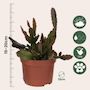 Voir la diapositive 2 : PLANT IN A BOX Cactus corail mix - Rhipsalis - Lot de 3 - Hauteur 15-20 cm - Pot 12 cm