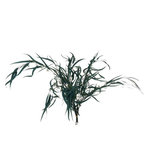 Paris Prix Bouquet d'Eucalyptus  Sauvage Séché  75cm Vert