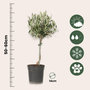 Voir la diapositive 2 : PLANT IN A BOX Olivier - Set de 2 - Olea europaea - Hauteur 50-60cm - ⌀14cm