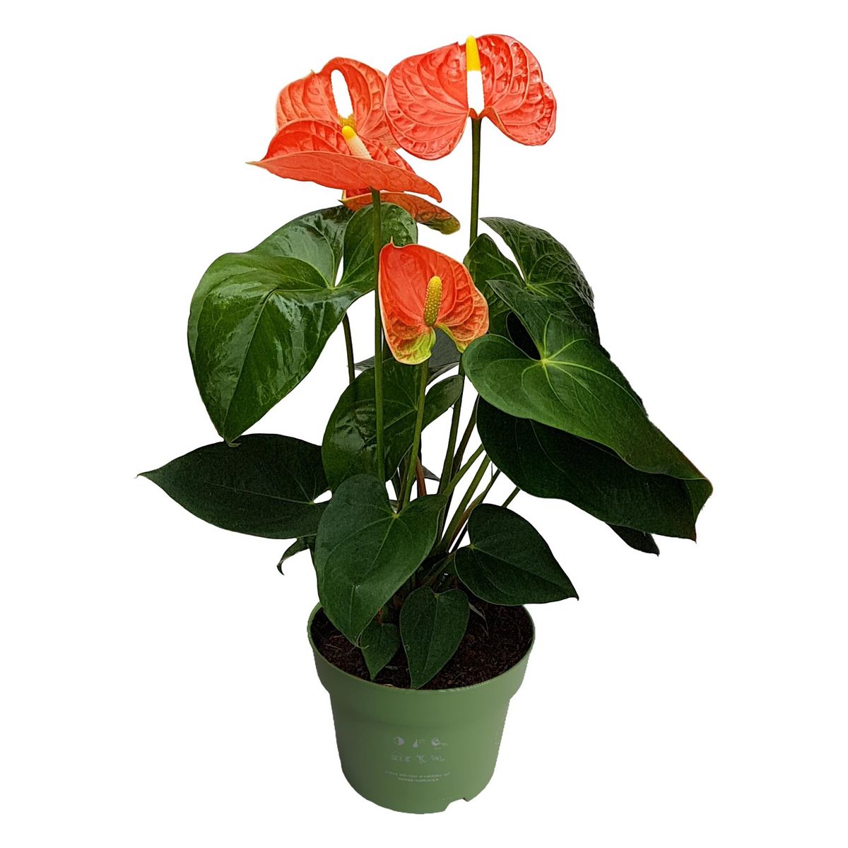 PLANT IN A BOX Langue de feu - Anthurium 'Madural Orange' - Hauteur 40-55cm - ø14cm