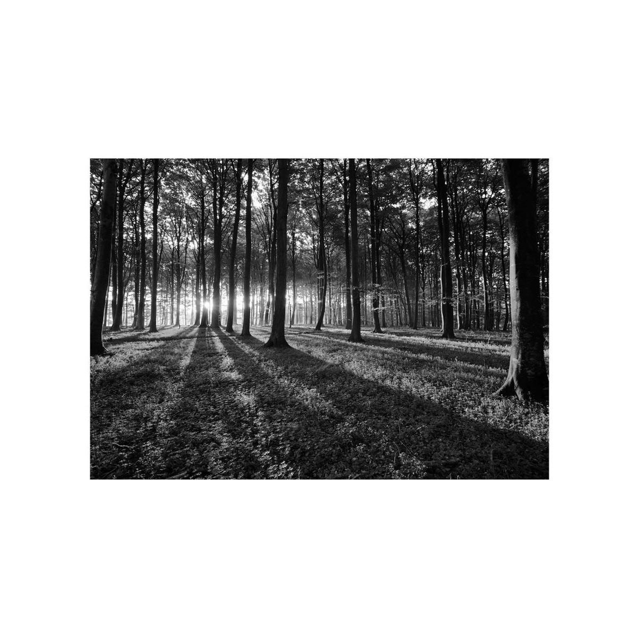 Voir la diapositive 2 : Paris Prix Papier peint  the light in the forest