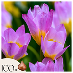 PLANT IN A BOX Tulipe - Set de 100 - Tulipa bakeri 'Lilac Wonder' - Bulbes à fleurs