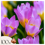Voir la diapositive 1 : PLANT IN A BOX Tulipe - Set de 100 - Tulipa bakeri 'Lilac Wonder' - Bulbes à fleurs