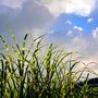 Voir la diapositive 5 : PLANT IN A BOX Roseau de Chine - Miscanthus sinensis 'Zebrinus' - Hauteur 20-30cm - ⌀23cm