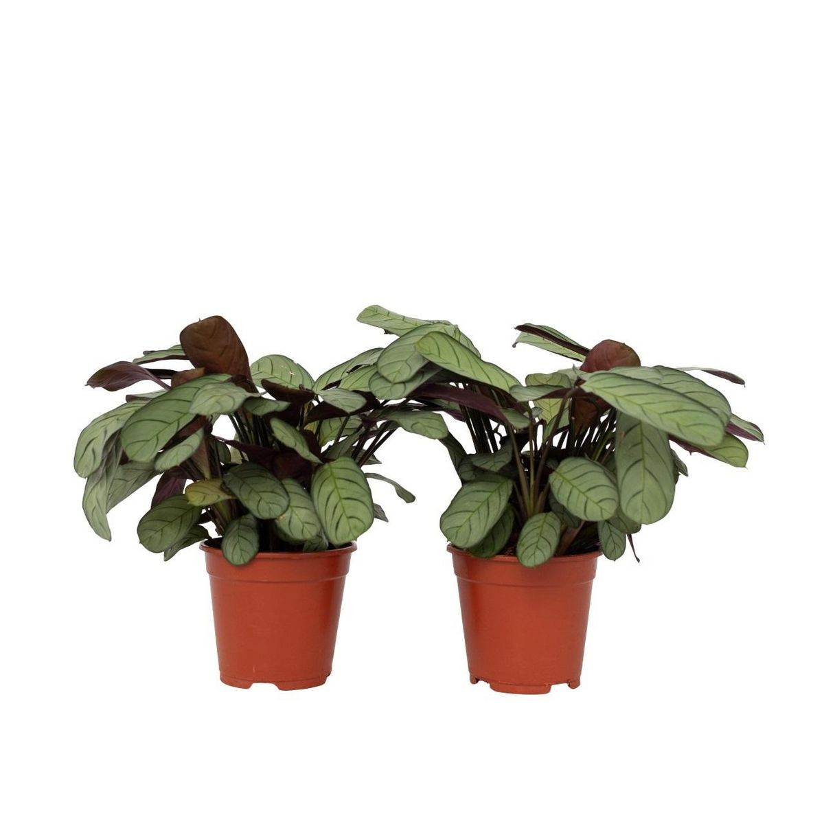 PLANT IN A BOX Ctenanthe - Set de 2 - Burle-Marxii 'Amagris' - Hauteur 25-35cm - ⌀14cm