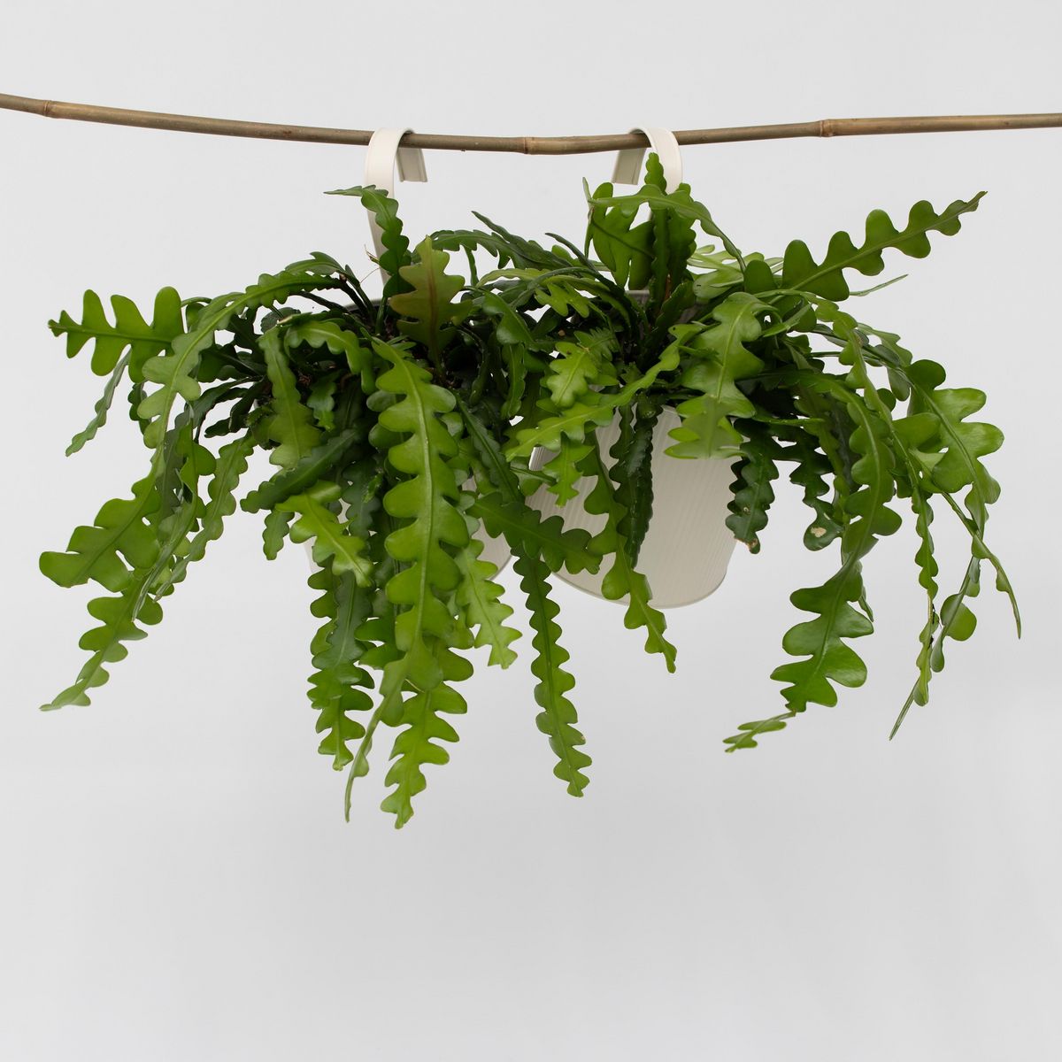 PLANT IN A BOX Cactus orchidée - Set de 2 - Epiphyllum 'Anguliger' - Hauteur 30-40cm - ⌀15cm