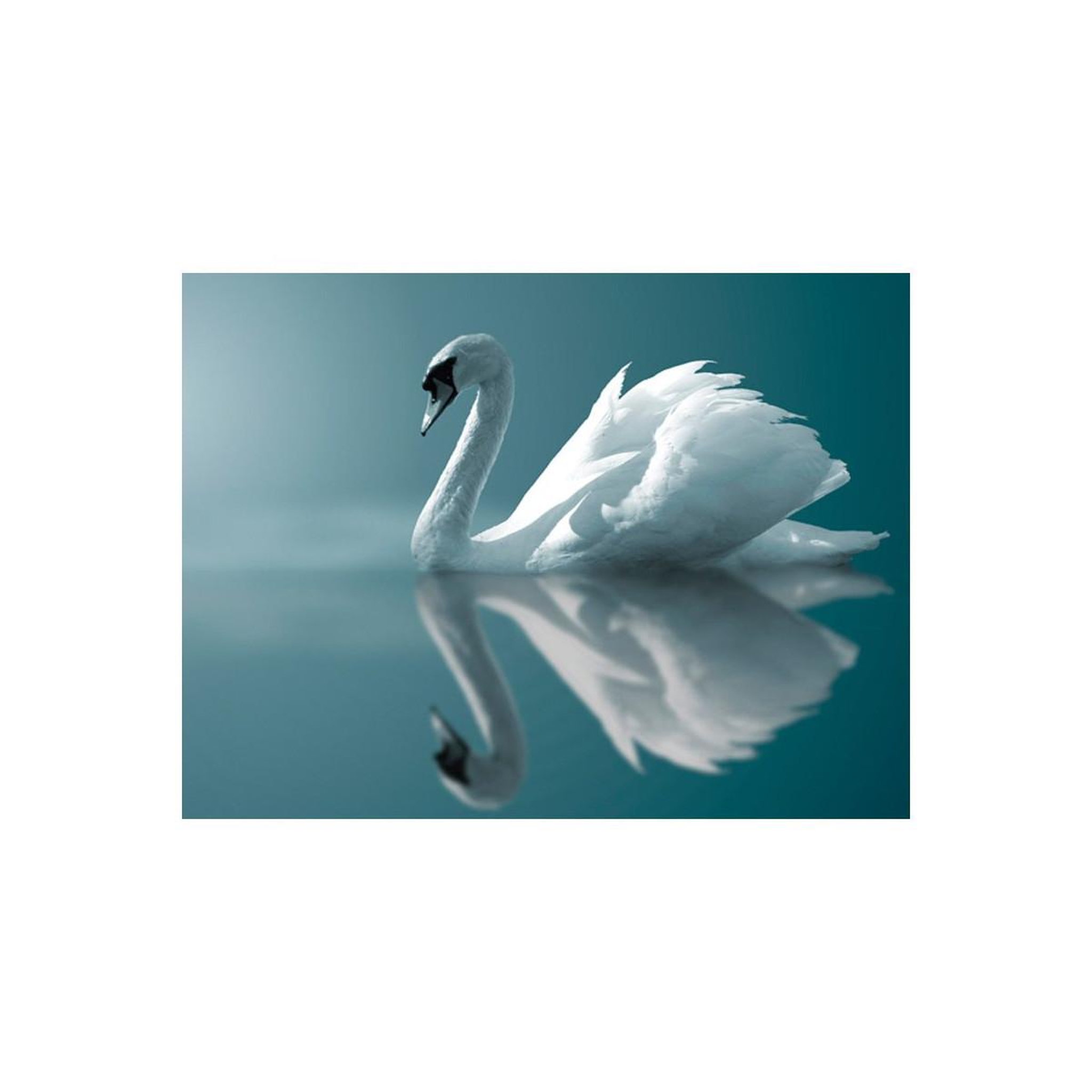 Voir la diapositive 2 : Paris Prix Papier peint  cygne blanc