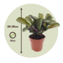 Voir la diapositive 2 : PLANT IN A BOX Plante Dormeuse - Ctenanthe 'Amagris' - Hauteur 20-30cm - ⌀12cm