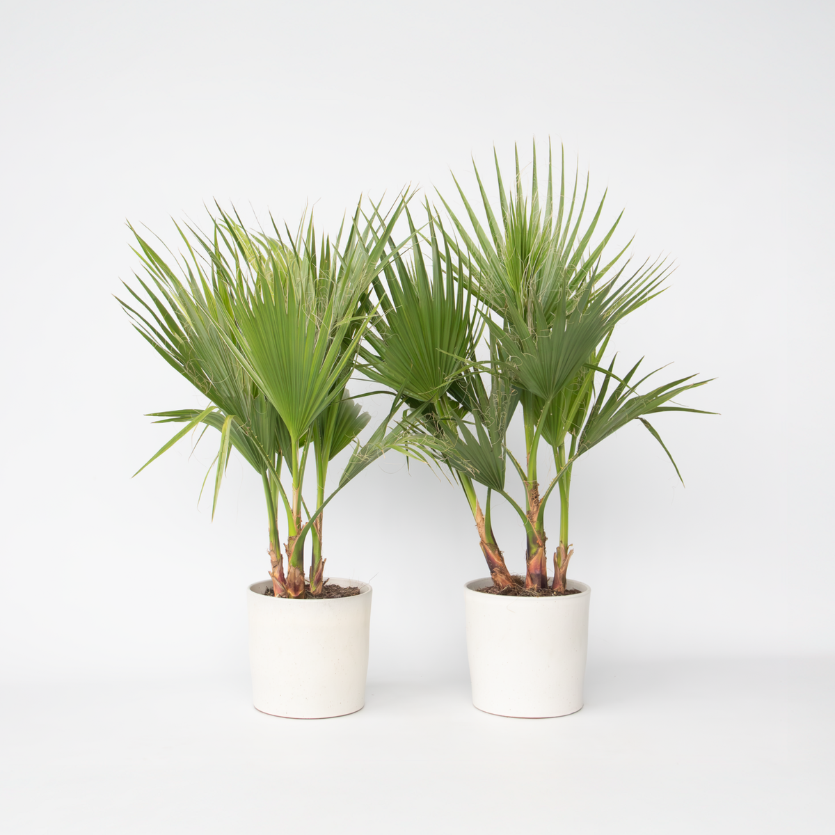 PLANT IN A BOX Palmier de Washington - Set de 2 - Washingtonia robusta - H70-90cm - ⌀21cm
